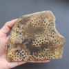 縮圖2 Fossilized Coral Slab C1218 (unpolished)