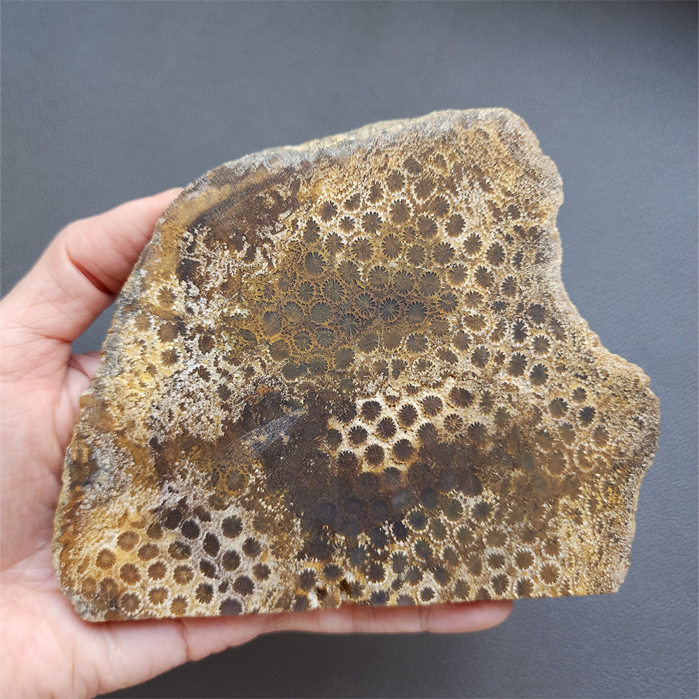 縮圖2 Fossilized Coral Slab C1218 (unpolished)