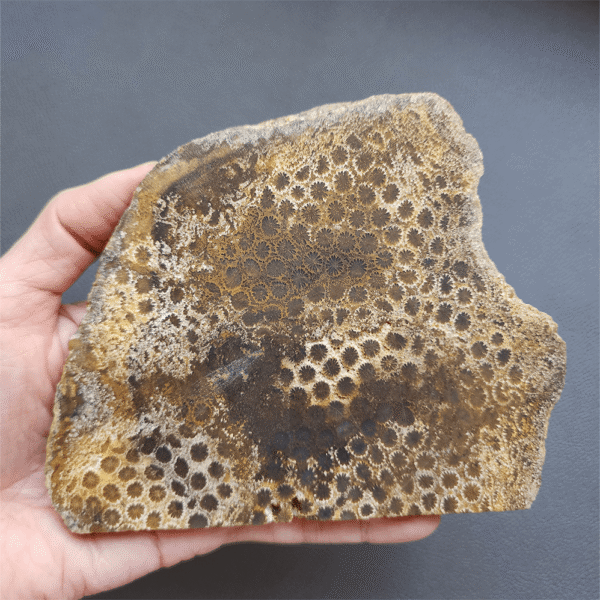 縮圖2 Fossilized Coral Slab C1218 (unpolished)