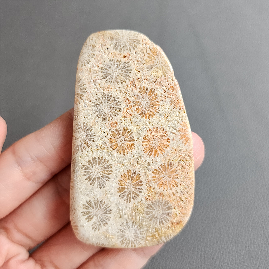 Fossilized Coral Slab C1033