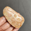 Fossilized Coral Slab C1033