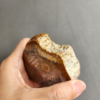 縮圖3 Fossilized Coral Slab C1036