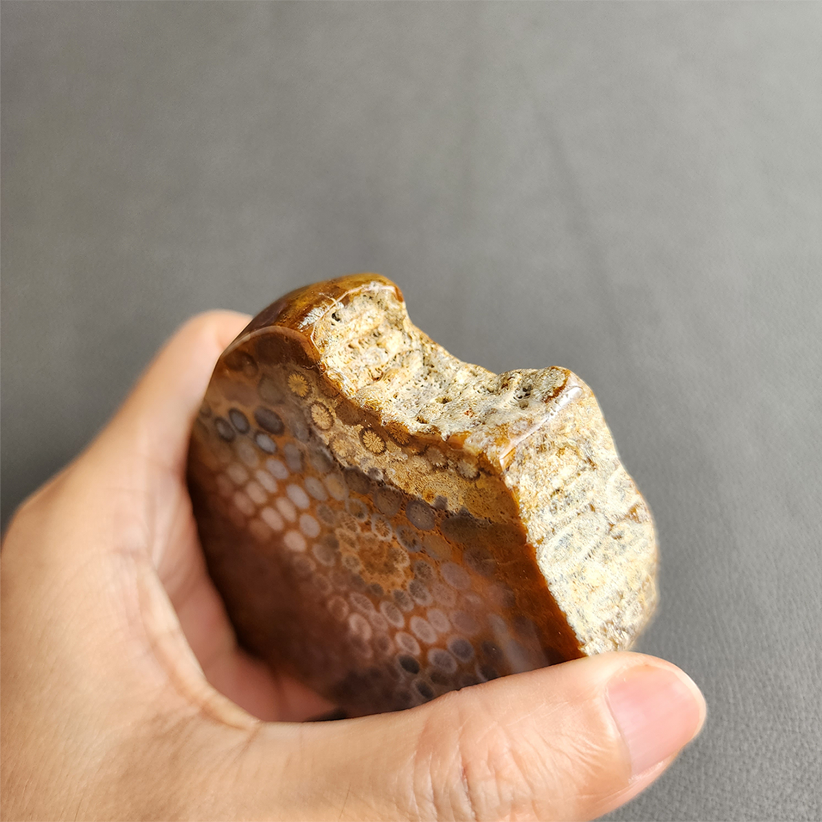 縮圖3 Fossilized Coral Slab C1036