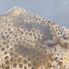 縮圖3 Fossilized Coral Slab C1218 (unpolished)