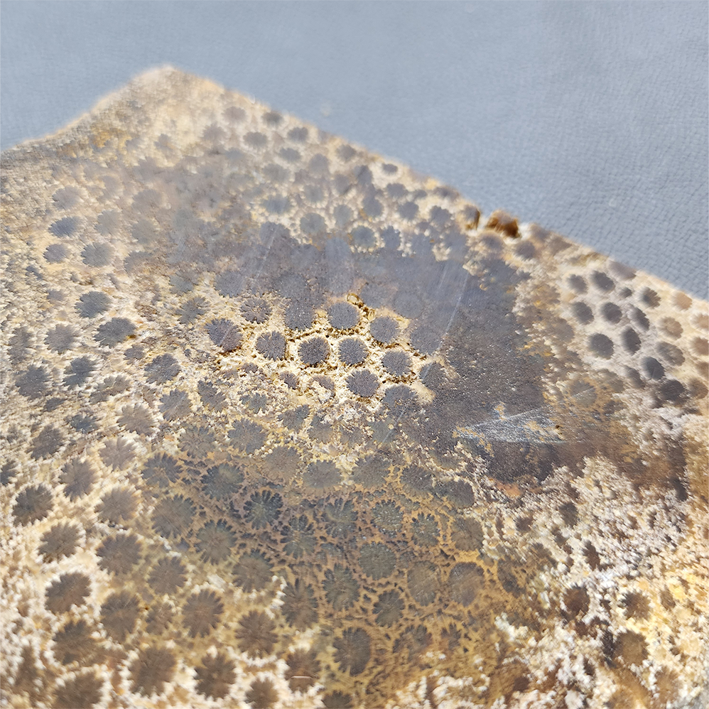 縮圖3 Fossilized Coral Slab C1218 (unpolished)
