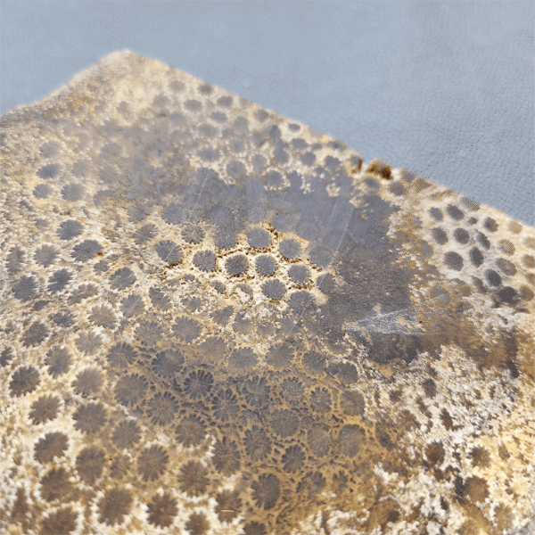 縮圖3 Fossilized Coral Slab C1218 (unpolished)
