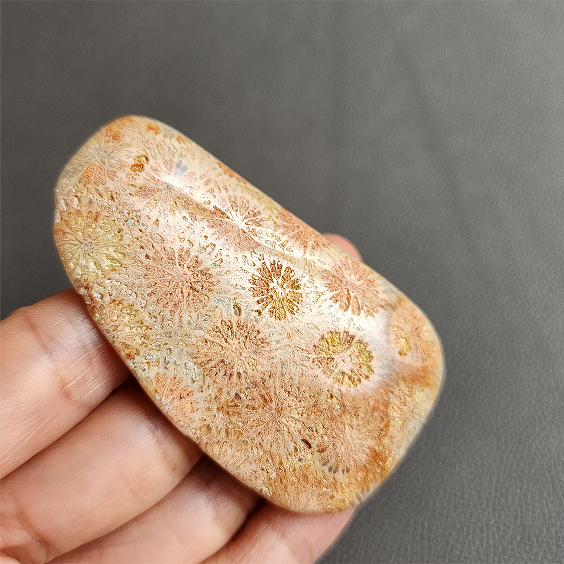 Fossilized Coral Slab C1033