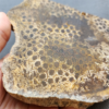 縮圖4 Fossilized Coral Slab C1218 (unpolished)