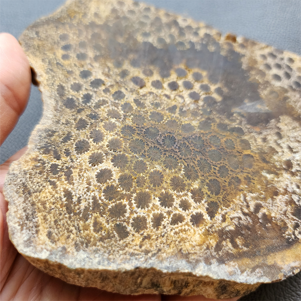 縮圖4 Fossilized Coral Slab C1218 (unpolished)