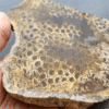 縮圖4 Fossilized Coral Slab C1218 (unpolished)
