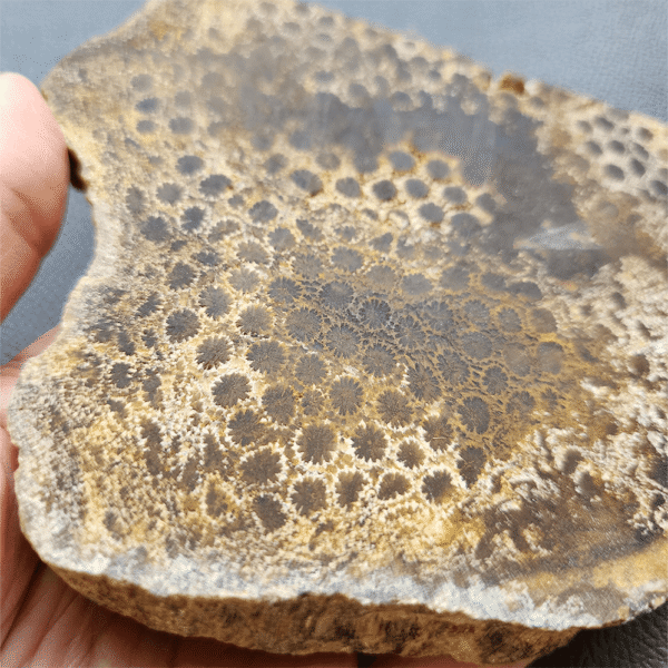 縮圖4 Fossilized Coral Slab C1218 (unpolished)