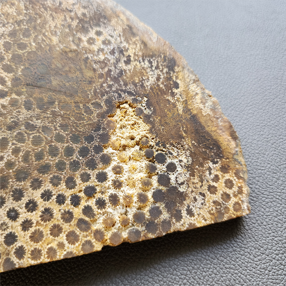 縮圖5 Fossilized Coral Slab C1218 (unpolished)