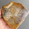 縮圖5 Fossilized Coral Slab C1036