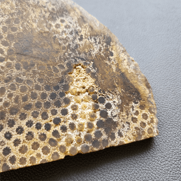 縮圖5 Fossilized Coral Slab C1218 (unpolished)