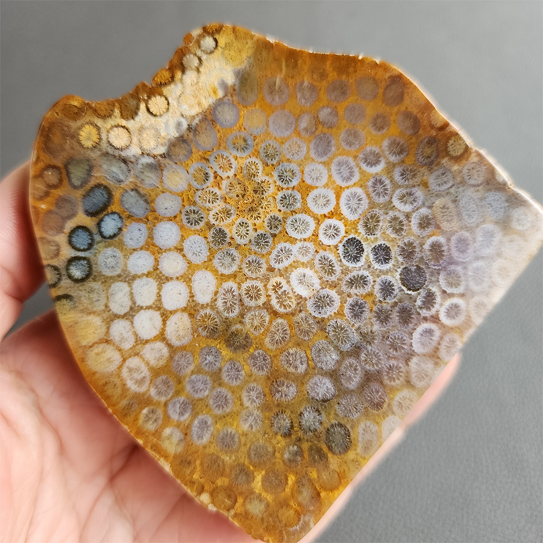 縮圖5 Fossilized Coral Slab C1036