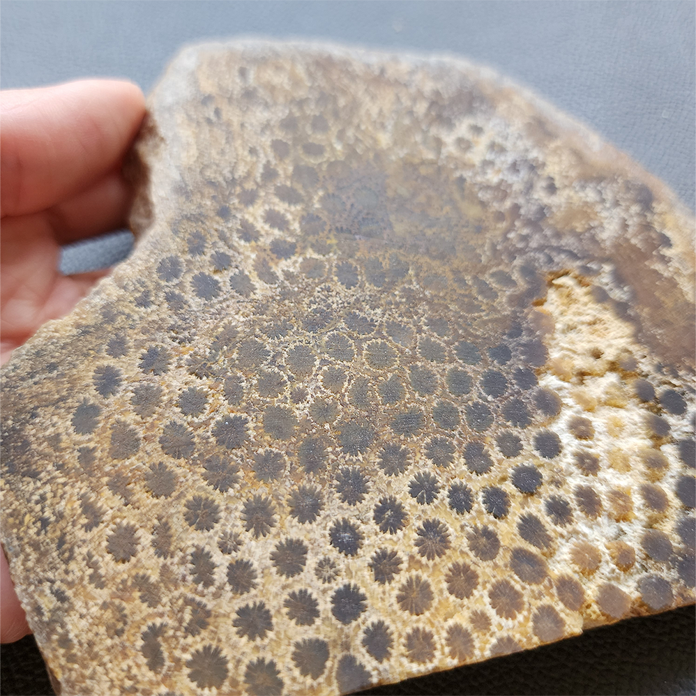 縮圖6 Fossilized Coral Slab C1218 (unpolished)