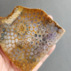 縮圖6 Fossilized Coral Slab C1036