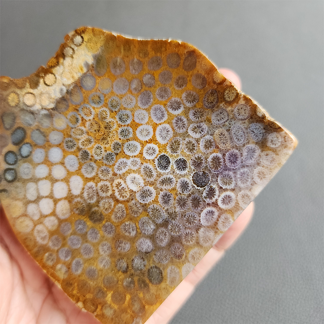 縮圖6 Fossilized Coral Slab C1036