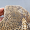 縮圖7 Fossilized Coral Slab C1218 (unpolished)