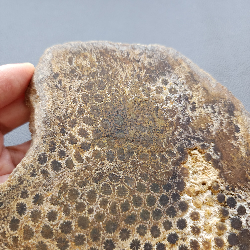 縮圖7 Fossilized Coral Slab C1218 (unpolished)