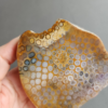 縮圖7 Fossilized Coral Slab C1036