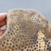 縮圖7 Fossilized Coral Slab C1218 (unpolished)