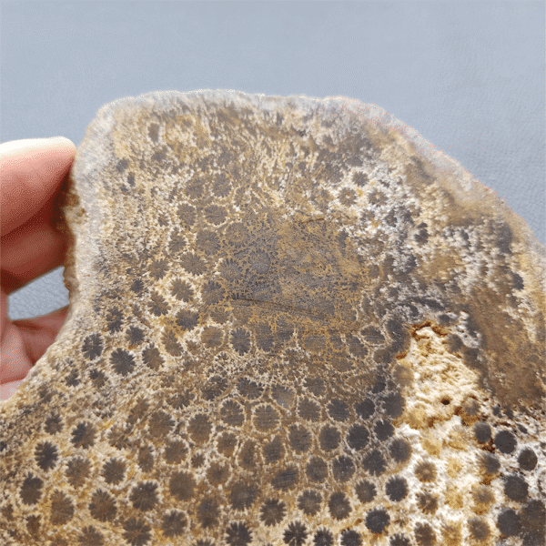 縮圖7 Fossilized Coral Slab C1218 (unpolished)