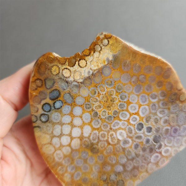 Fossilized Coral Slab C1036