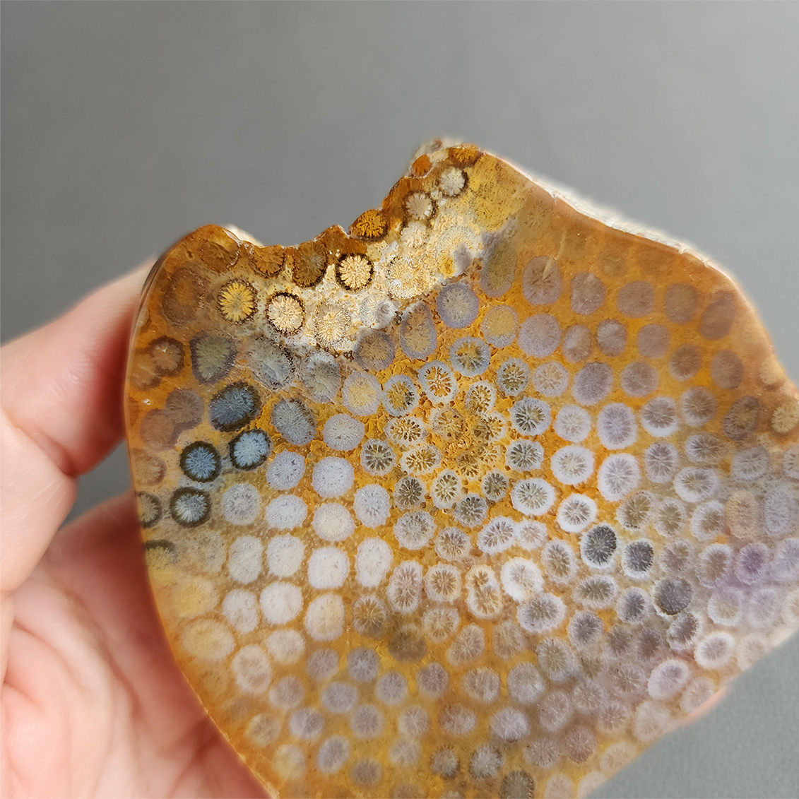 縮圖7 Fossilized Coral Slab C1036