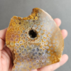縮圖8 Fossilized Coral Slab C1036