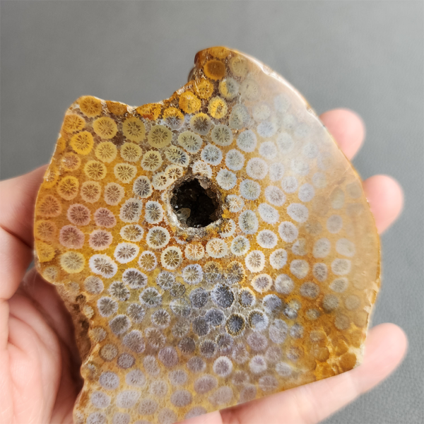 Fossilized Coral Slab C1036