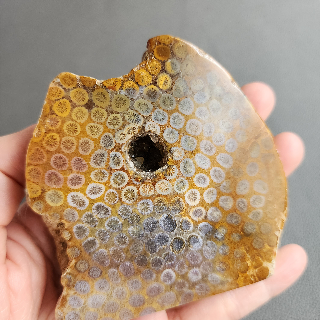 縮圖8 Fossilized Coral Slab C1036