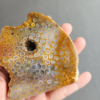 縮圖9 Fossilized Coral Slab C1036