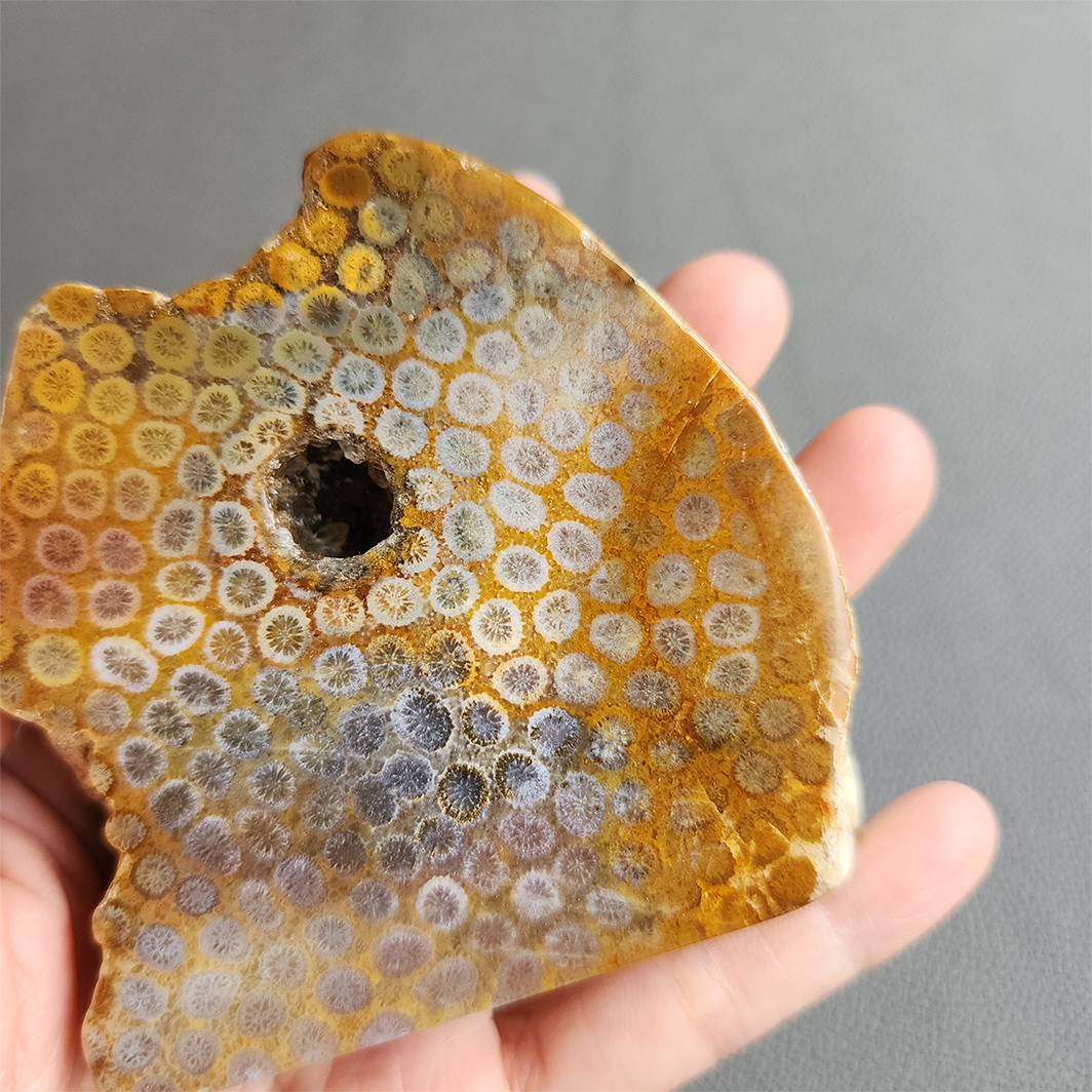 縮圖9 Fossilized Coral Slab C1036