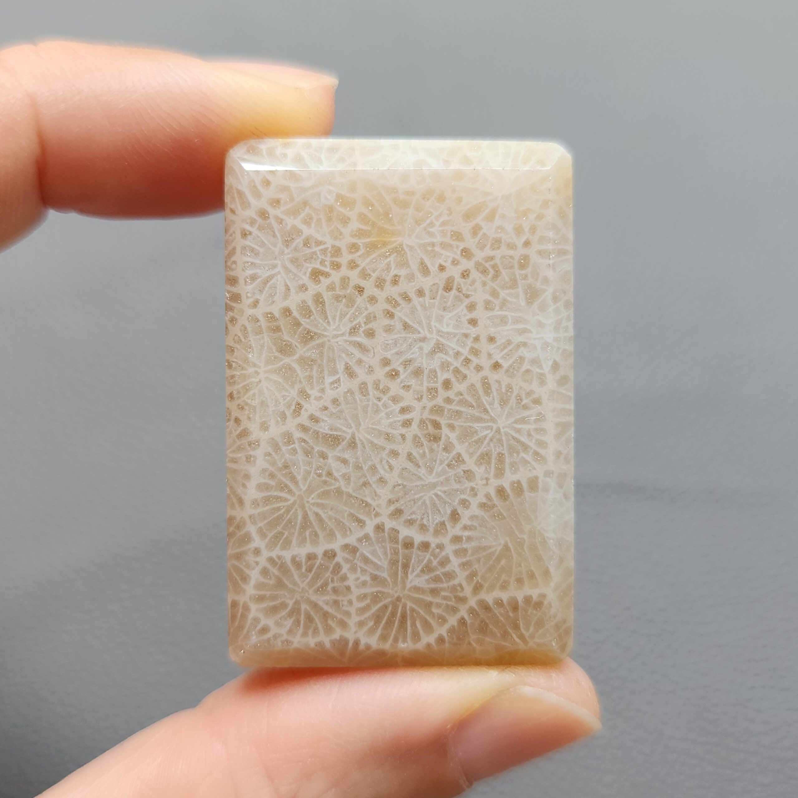 20260503_090705 Fossilized Coral C1249