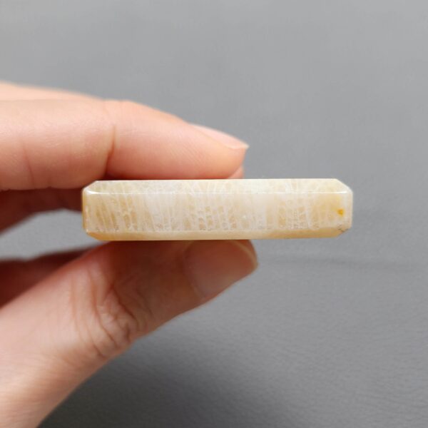 Fossilized Coral C1249