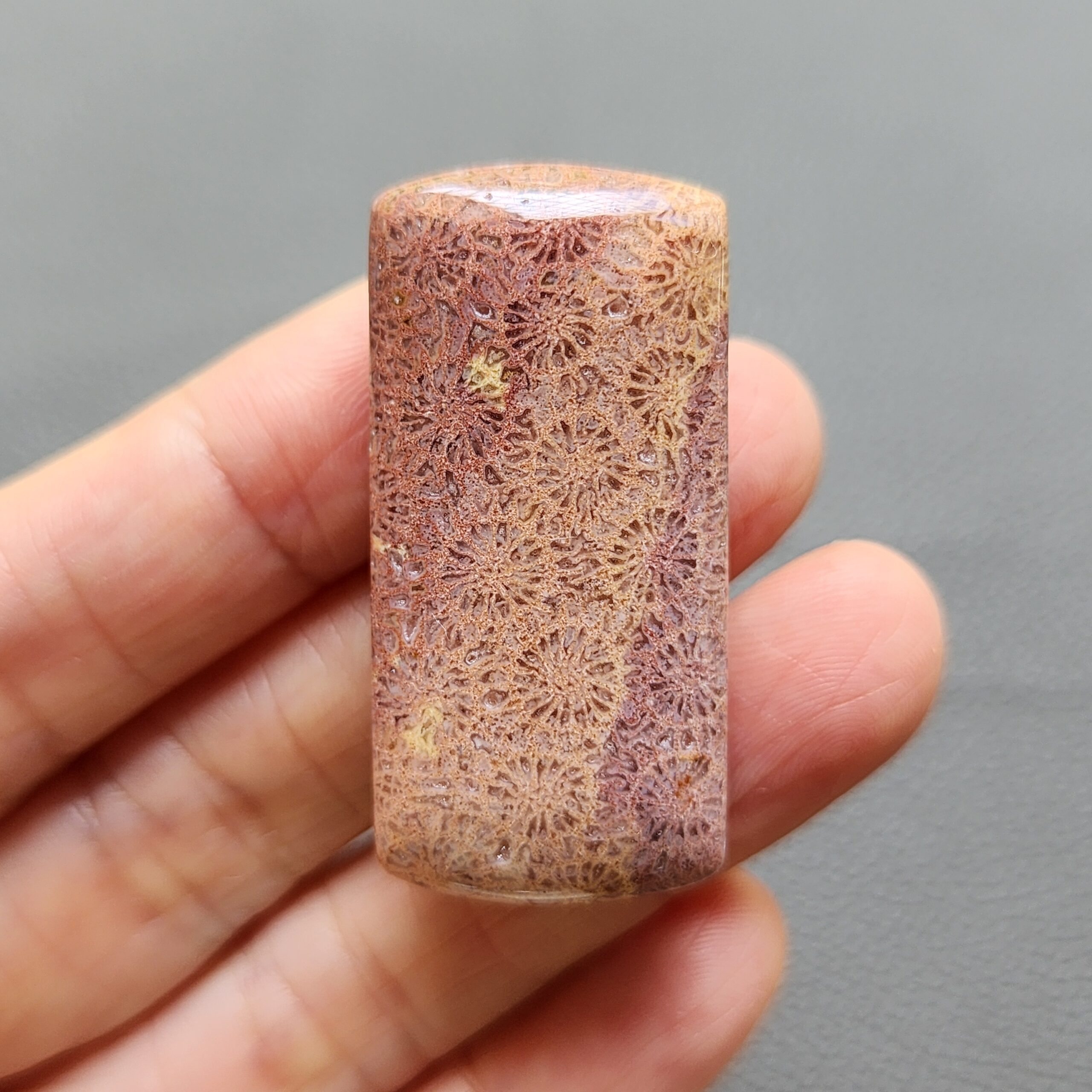 Fossilized Coral C1250