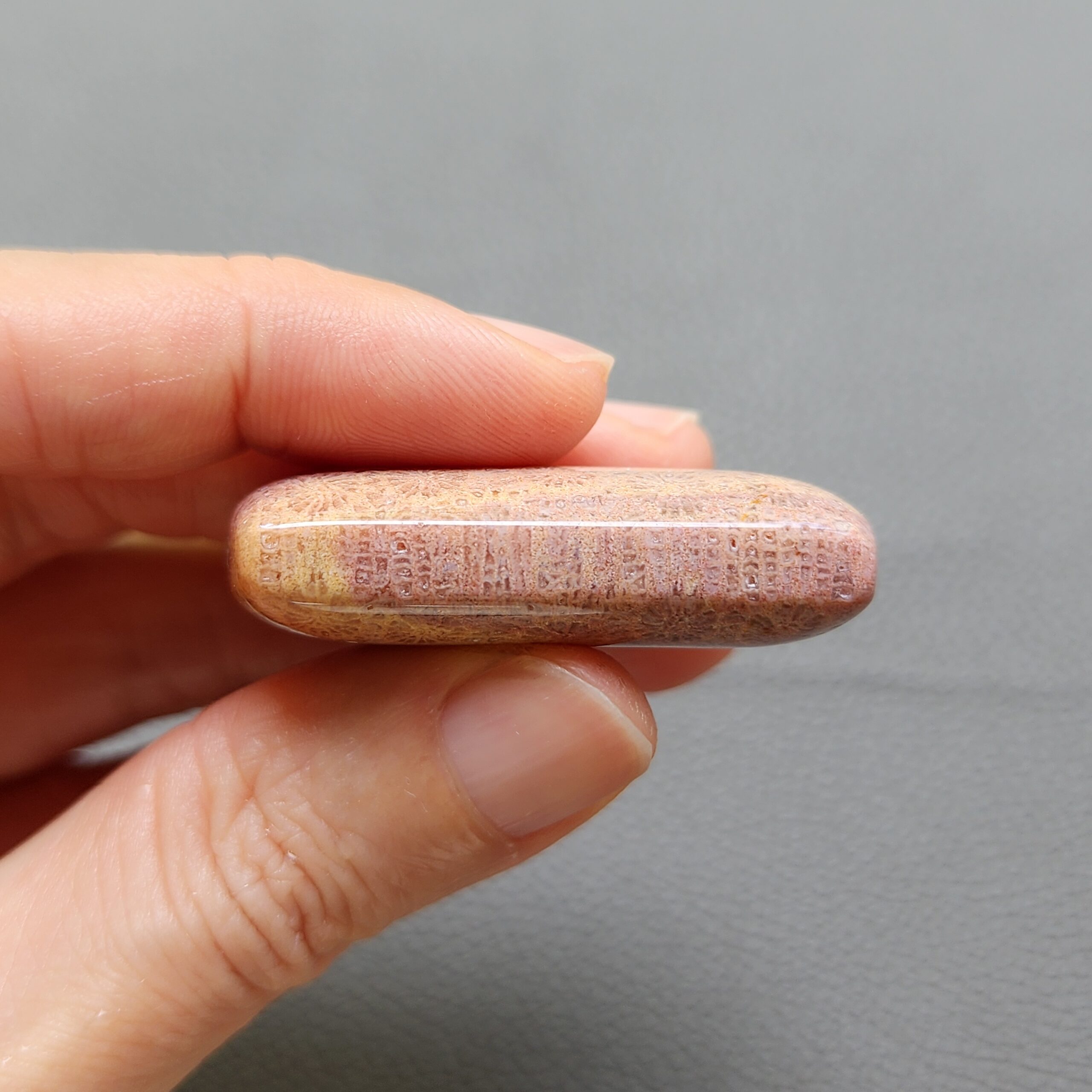 Fossilized Coral C1250