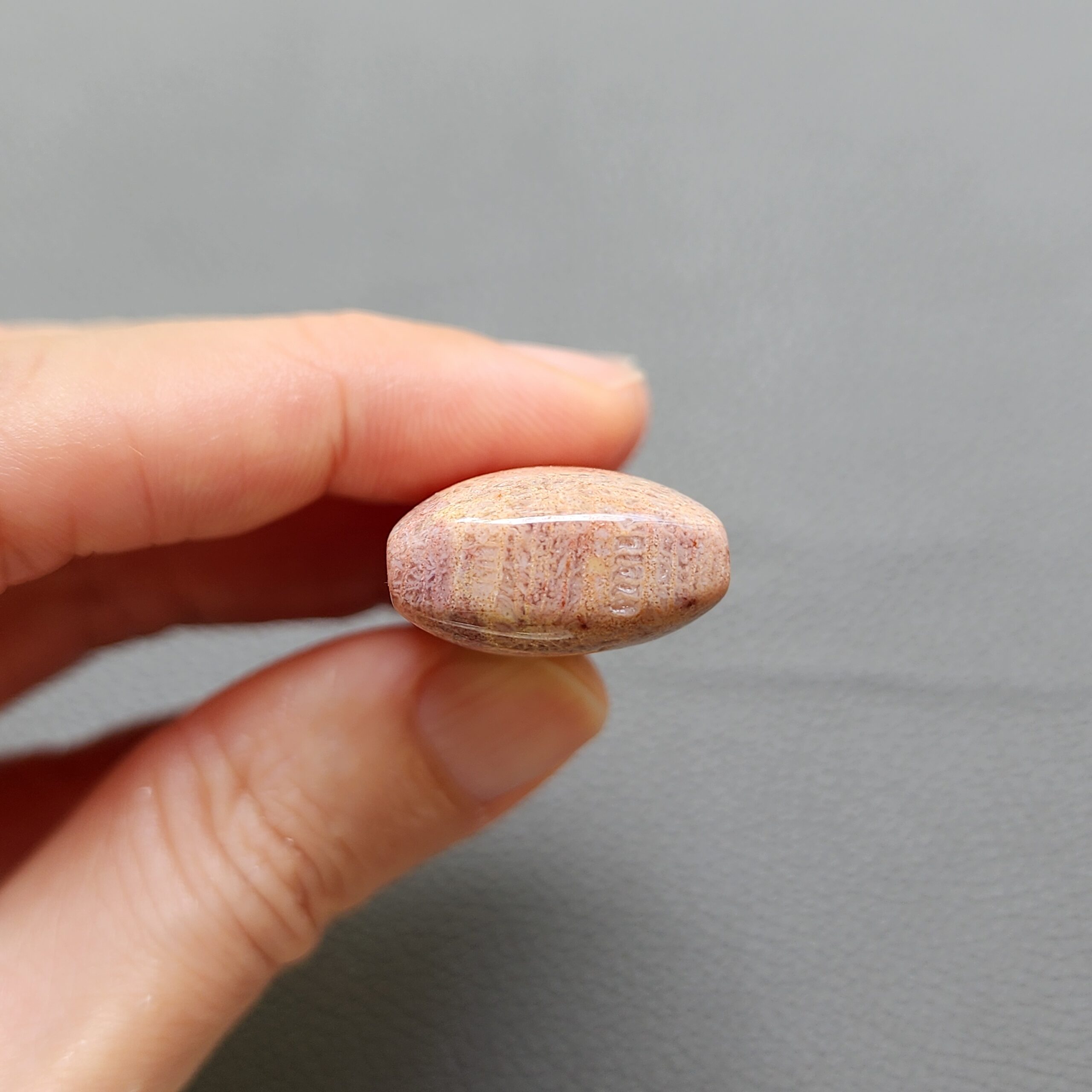 Fossilized Coral C1250