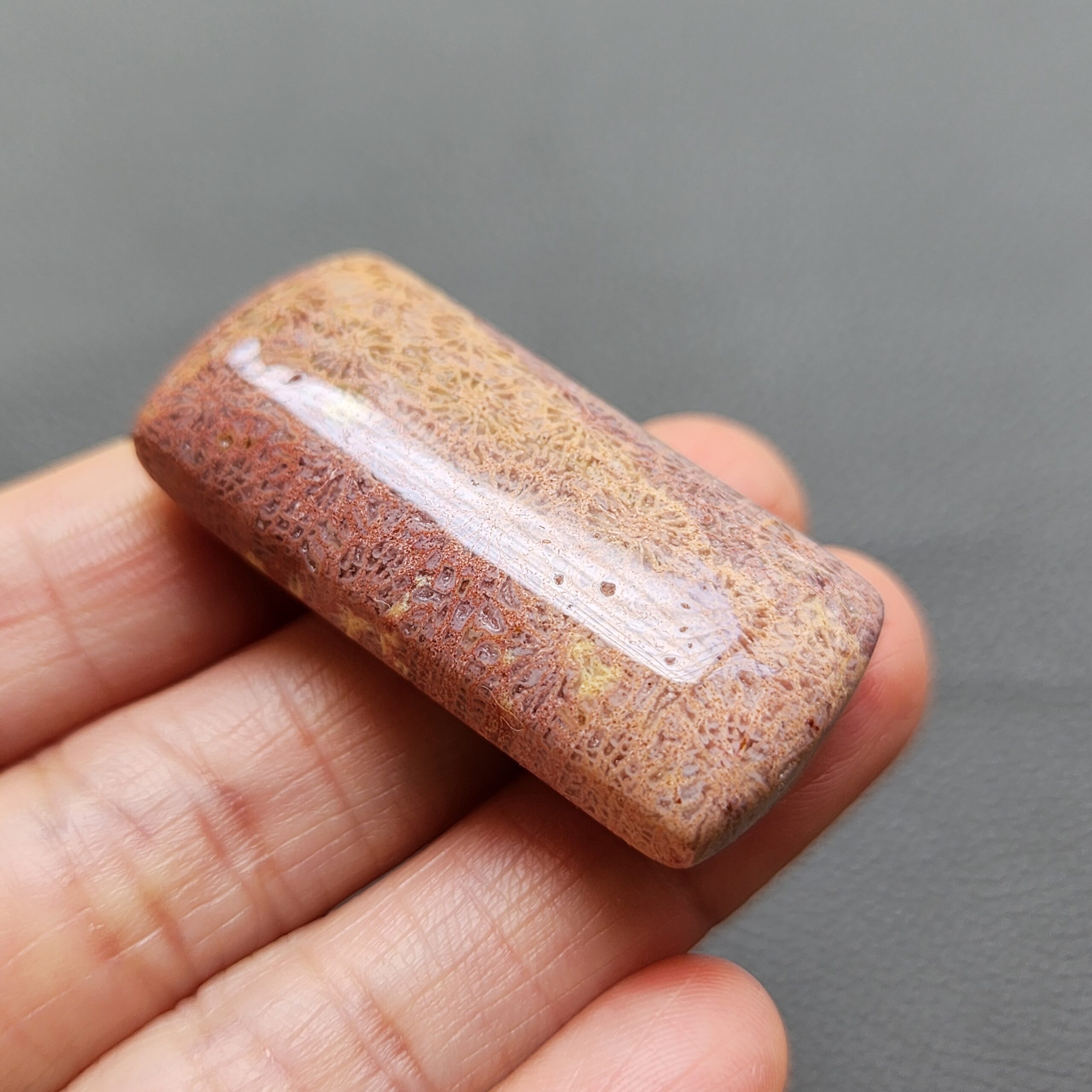 Fossilized Coral C1250