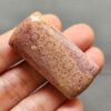 Fossilized Coral C1250