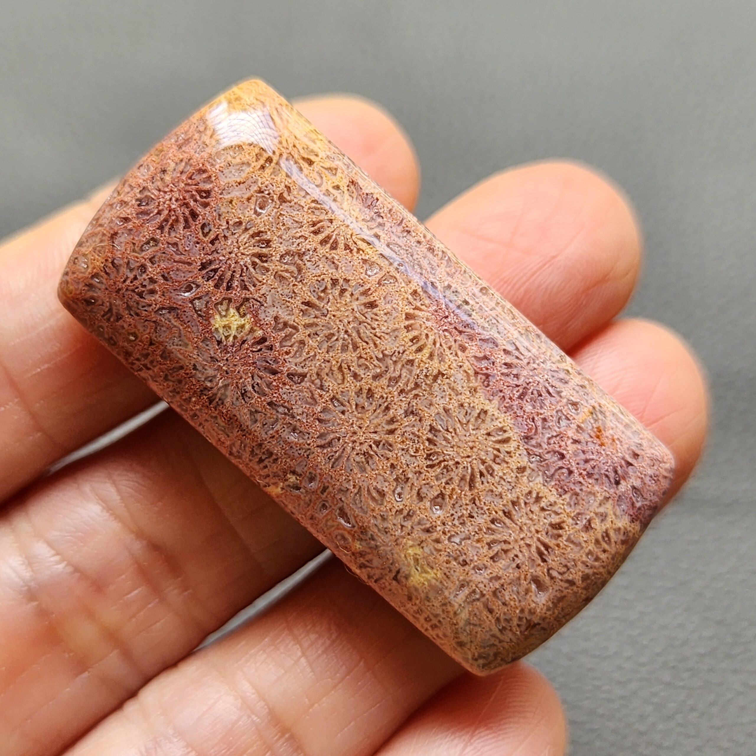 Fossilized Coral C1250