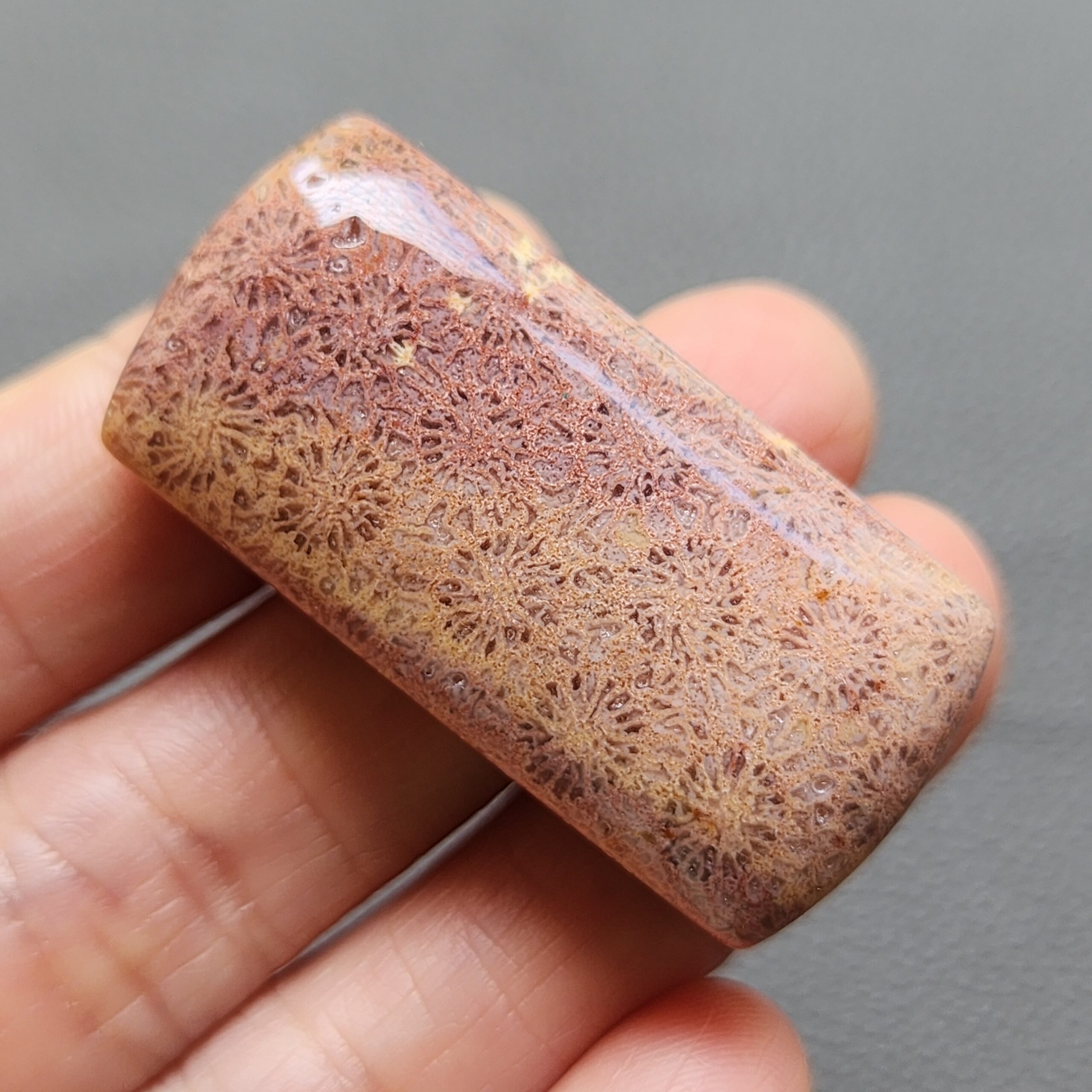 Fossilized Coral C1250