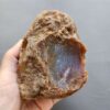 20260503_081745 Fossilized Coral Stone C1230