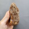 20260503_081749 Fossilized Coral Stone C1230