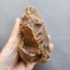 20260503_081757 Fossilized Coral Stone C1230
