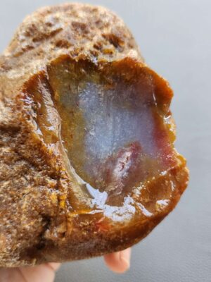 Fossilized Coral Stone C1230