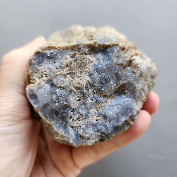 20260503_082210 Fossilized Coral Stone C1232
