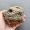 20260503_082311 Fossilized Coral Stone C1232