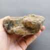 20260503_082317 Fossilized Coral Stone C1232